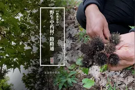 枫树的果实路路通，有祛风活络，利水，通经的作用。你了解多少呢视频封面