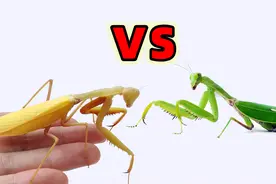 金色亮斧螳VS绿色螳螂，这是一场荣誉捍卫战！视频封面