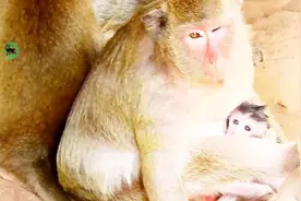 肥胖的母猴独眼猴奶水特别充足，因此小猴也特别健康