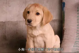 从狗肉店逃跑出来的小狗居然是纯种拉布拉多，为报恩给主人当车夫视频封面