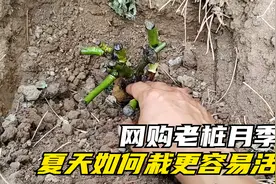 夏季栽老桩月季需要注意哪些细节？看完视频就明白，成活没问题视频封面