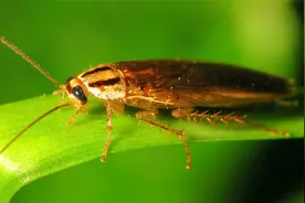 蟑螂又名蜚蠊、滑虫、香娘子，味咸性寒是地球上最古老的昆虫之一