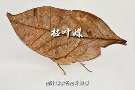 一切军事伪装的源头生物拟态——枯叶蝶视频封面