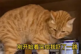 流浪猫带自己好朋友来蹭饭吃，这么好看的小猫咪，要不要绑架它？视频封面