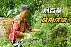 阿英婆婆扯百草回来熬水给蕊蕊洗澡，听说可以祛痱止痒，还可以喝视频封面