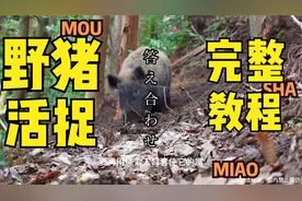 一个人能活捉300斤的野猪，原来是这样做的