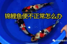 遇到锦鲤鱼脱便，白便，浮便，透明便，这是怎么啦？应该怎么办？视频封面