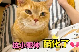 每天下班回到家中，有喵星人的陪伴实在是太幸福了，为生活充电视频封面