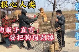 屠夫收狗全过程，铁夹下的狗子拼命挣扎，真是残忍又让人心疼视频封面