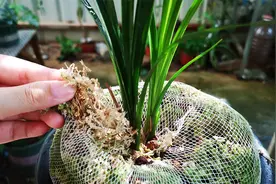 兰花盆面用不用铺水苔，看一看这个部位就知道了！视频封面