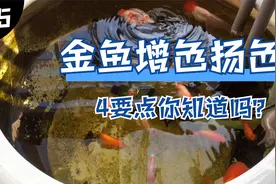 浅谈金鱼增色、扬色问题，掌握4要点，养出颜色鲜艳靓丽的金鱼视频封面