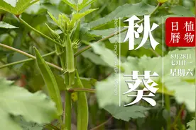 秋葵：低成本的它却是“蔬菜之王”？小小的体内藏着那些秘密呢？视频封面