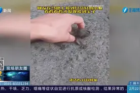 网友在马路上捡到只奇特的小猴，养着养着才发现捡到宝了……视频封面