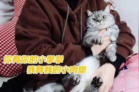 为什么喵星人的肉垫颜色各不相同？有的是黑的，有的是粉的视频封面