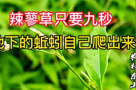 农村常见的醉鱼草又叫辣蓼草，不但可以醉鱼，蚯蚓九秒就醉了。视频封面