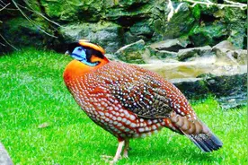 娃娃鸡的叫声，特别是在清晨，特像小娃的哭叫声！视频封面