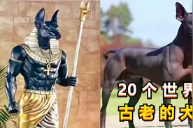 20个世界上古老的狗狗品种，祖籍中国的就占了7个，你都认识吗？视频封面