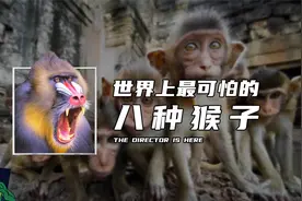 世界上最可怕的八种猴子视频封面