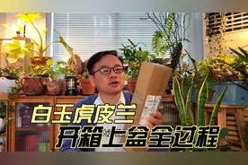 白玉虎皮兰，开箱上盆，高级感莫兰迪色，和红陶盆很配视频封面