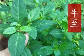 草本植物牛至，如今在农村已不多见，它的用途与好处你了解吗？视频封面