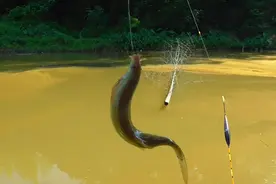 见过挖泥鳅，你肯定没见过这样钓泥鳅，下杆就中，有意思视频封面