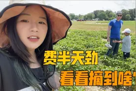 去美国农场摘有机草莓，不洒药满地都是烂的，这农村主怎么赚钱？视频封面