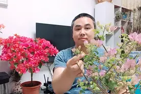 三角梅的花苞还没有打开就发黑、干枯和掉落是什么原因造成的？视频封面