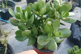 嫁接长寿花，一般用什么做砧木？玉树是最好的选择视频封面