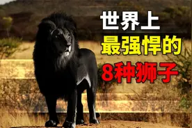 世界上最强悍的8种狮子，可以干掉东北虎的狮子，还活着吗视频封面