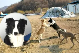 边牧打架好厉害啊，把拉布拉多按在地上一顿咬，吓得它不敢动视频封面