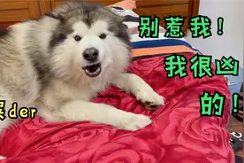 狗狗和主人互抢被子，抢不过就对主人龇牙，主人上去就是一巴掌视频封面