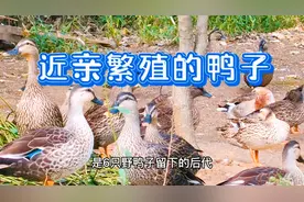 近亲结婚会影响下一代，看一下鸭子近亲交配的后代视频封面