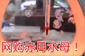 水母在家也能养了！网购了一群赤月水母，没想到刚到家就凉了。