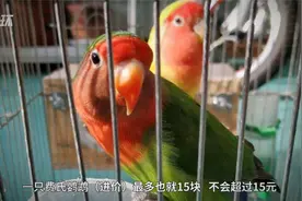 南昌一对夫妇“无证”贩卖费氏鹦鹉被捕，涉案70只面临10年刑期视频封面