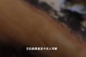 史上最毒的蜗牛，一滴就能毒死10多个人，毒素至今无人能解！视频封面