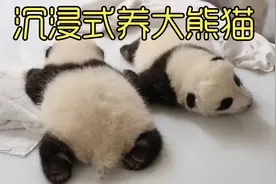 沉浸式养大熊猫，法国人看到熊猫宝宝激动流泪，第一夫人亲自命名视频封面
