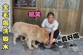金毛喝小虎的洗脚水，开心得停不下来嘴里还一直念叨好喝，真搞笑视频封面