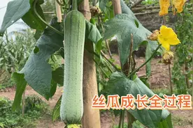 管子哥种植丝瓜生长全过程，育苖，栽种，开花结果，收获，享用视频封面