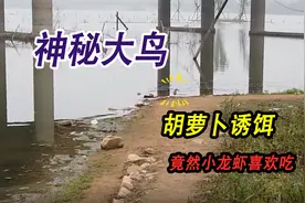 河边发现神秘大鸟，小龙虾竟然喜欢吃胡萝卜，用猪肝诱饵试试效果视频封面