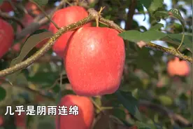 果形高桩、易上色、丰产性好、抗逆性好的苹果品种——瑞香红视频封面