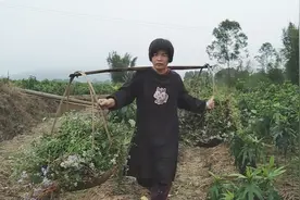 心妹子给五指毛桃除草，发现全部是白花臭草，你们知道它的作用吗