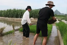 小伙通过相亲认识漂亮姑娘，为讨得姑娘芳心，主动下地帮忙插秧。视频封面