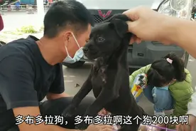 小伙去中山沙溪镇狗集市，那么小的多布拉多小狗都要200块，真贵视频封面