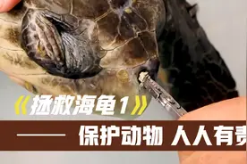 保护野生动物的同时，也是人类在自救，因为它都是我们人类的朋友视频封面