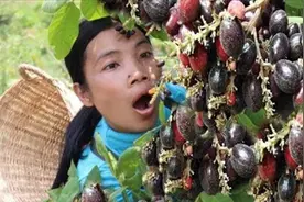 这紫色的野果又是啥？明白人透漏一下，能吃吗？