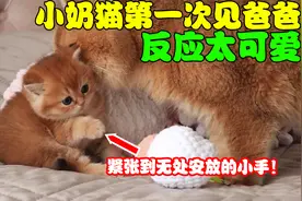 小奶猫第一次见到猫爸爸，从陌生到熟悉，整个过程太治愈！