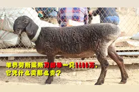 一羊能比一豪宅，羊界劳斯莱斯刀郎羊一只1400万，它凭什么如此贵
