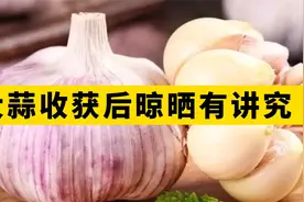 大蒜收获后晾晒有讲究 ，你做对了吗？