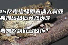 15亿毒蟾蜍霸占澳大利亚，狗舔舐后竟然丧命，毒蟾蜍到底多恐怖？视频封面