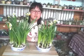 水仙开完花后不要扔，这样处理，秋季轻松花开爆满盆视频封面